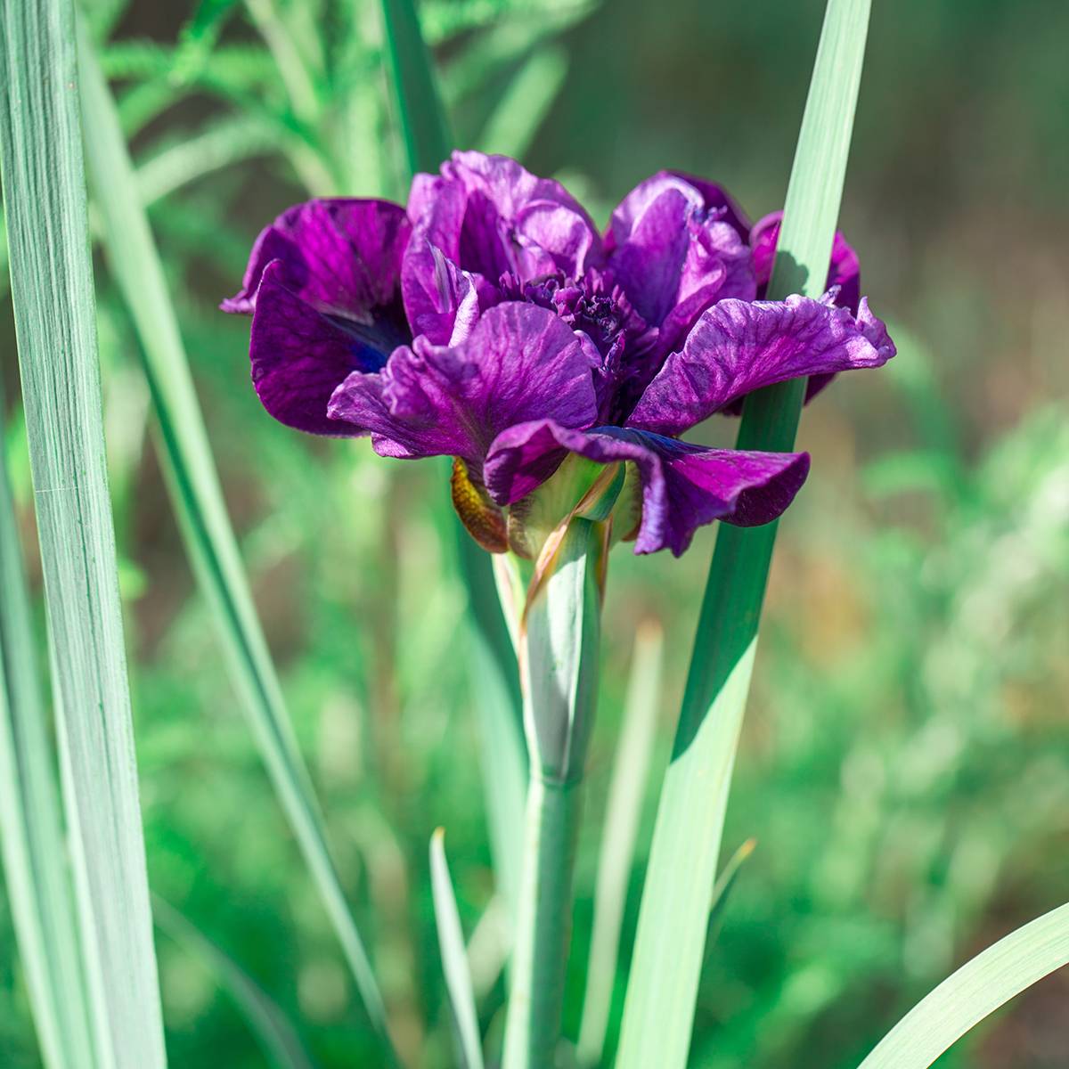 Iris sibirica Bundle of Joy - Iris de Sibérie Pot de 1,5L/2L