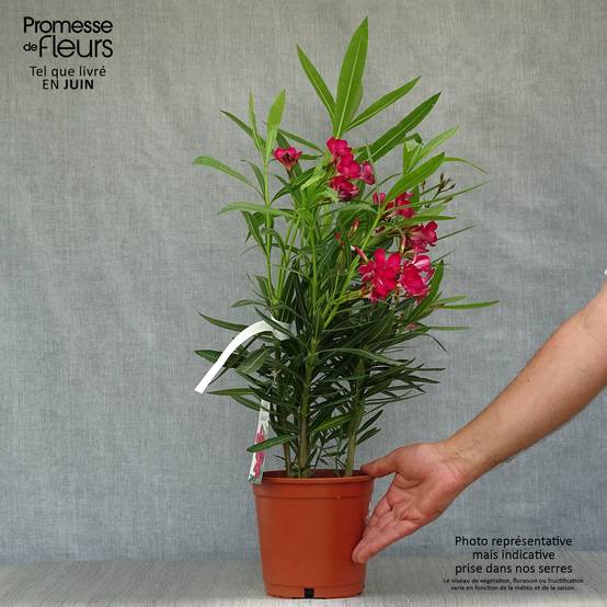 Promesse de Fleurs - Laurier rose - Nerium oleander Rouge Simple Pot de 2L/3L, Buisson - Image 2