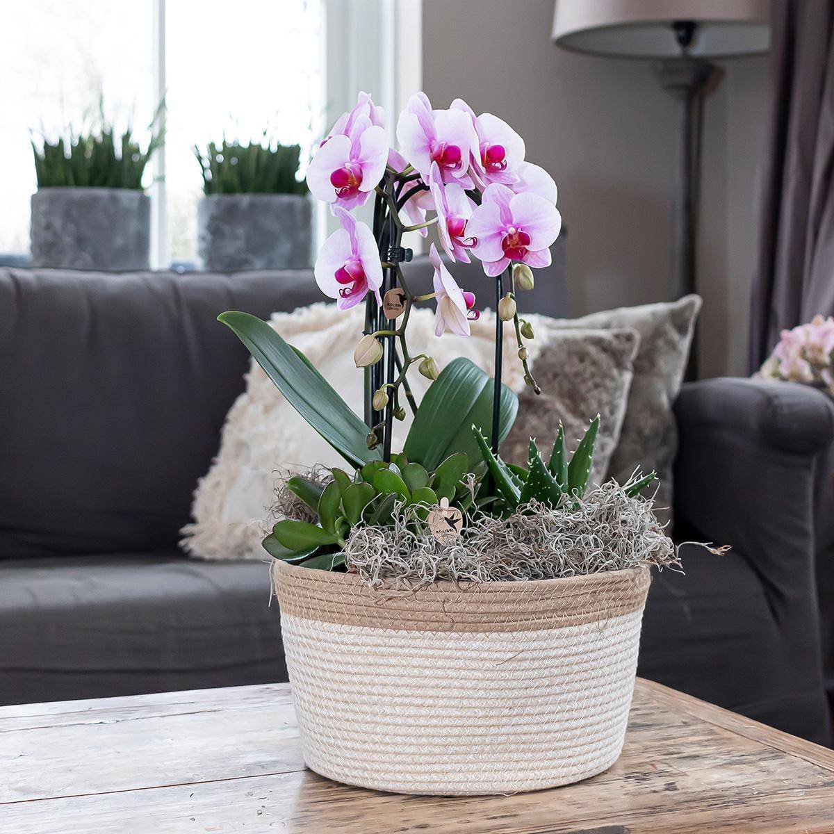 La Green Touch - Orchidée rose Niagara Fall - Phalaenopsis en pot - Plante d'intérieur 55cm - Plante d'intérieur- La Green Touch - Image 3