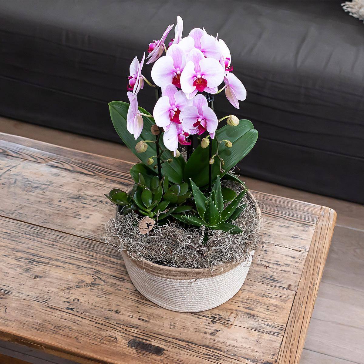 La Green Touch - Orchidée rose Niagara Fall - Phalaenopsis en pot - Plante d'intérieur 55cm - Plante d'intérieur- La Green Touch - Image 2