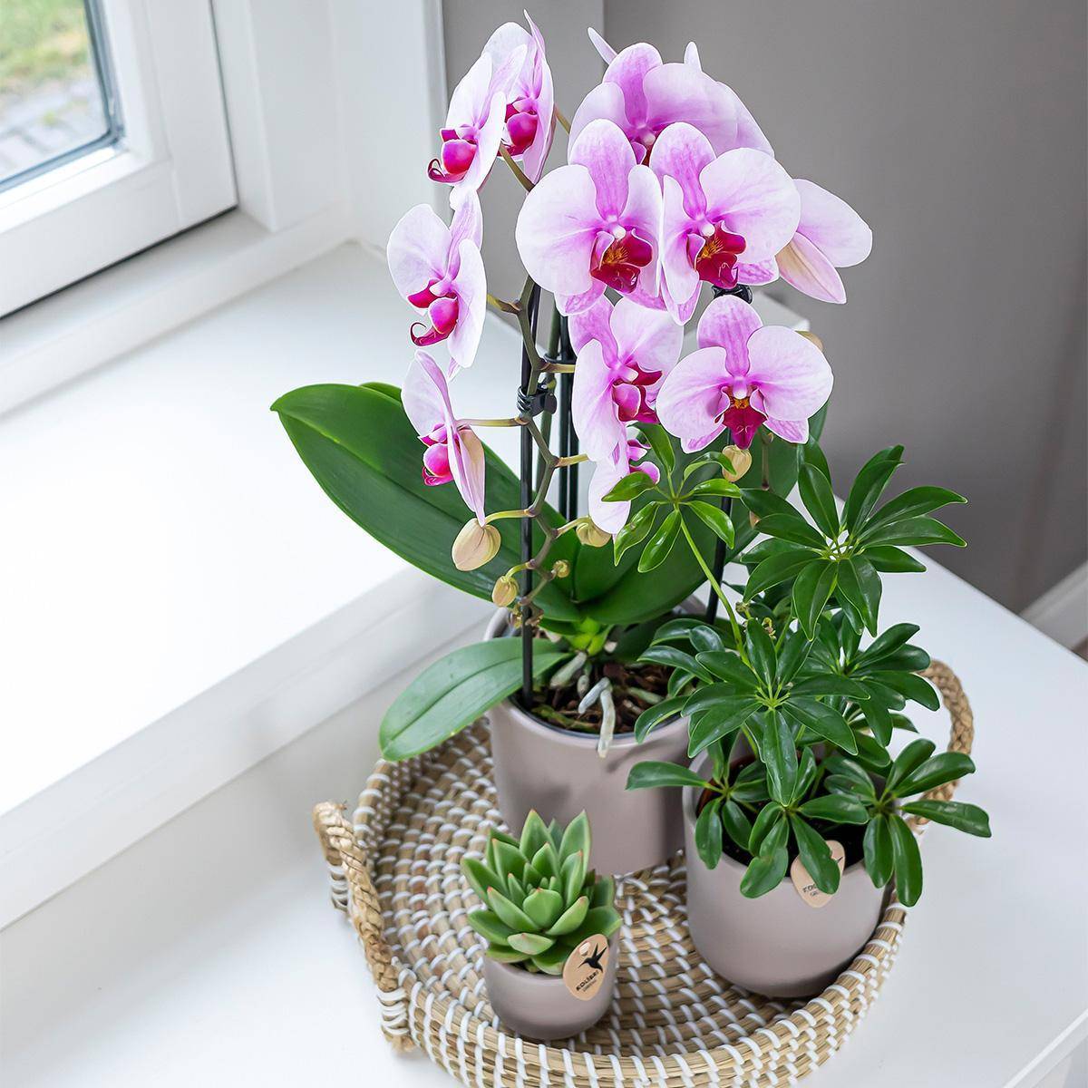 La Green Touch - Orchidée rose Niagara Fall - Phalaenopsis en pot - Plante d'intérieur 55cm - Plante d'intérieur- La Green Touch - Image 4