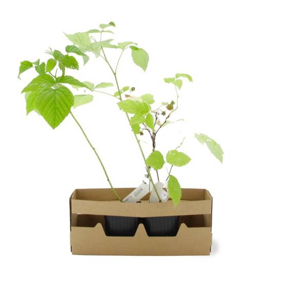 Mûre 'Thornfree' BIO (Rubus fruticosus 'Thornfree') - Godet 9cm - Pépinières Naudet - Image 4
