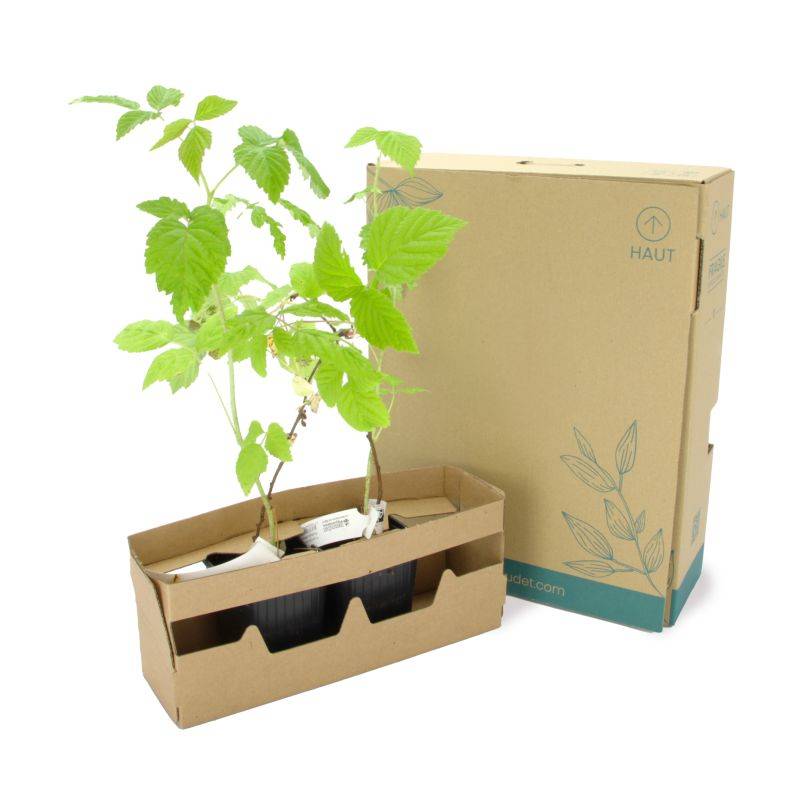 Mûre 'Thornfree' BIO (Rubus fruticosus 'Thornfree') - Godet 9cm - Pépinières Naudet - Image 5