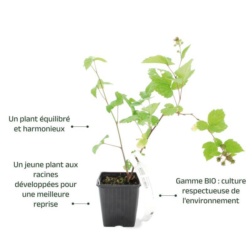 Mûre 'Thornfree' BIO (Rubus fruticosus 'Thornfree') - Godet 9cm - Pépinières Naudet - Image 3