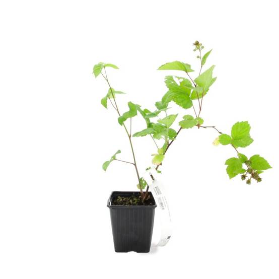 Mûre 'Thornfree' BIO (Rubus fruticosus 'Thornfree') - Godet 9cm - Pépinières Naudet - Image 2