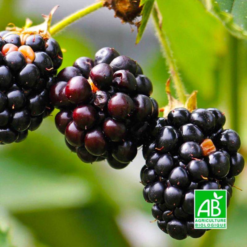 Mûre 'Thornfree' BIO (Rubus fruticosus 'Thornfree') - Godet 9cm - Pépinières Naudet - Image 1