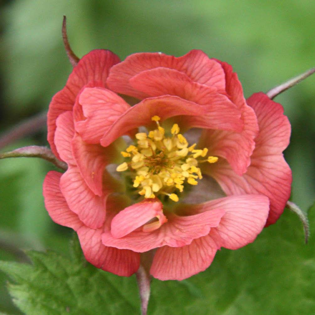 Geum rivale Leonard's Variety - Benoîte des Rives Pot de 2L/3L
