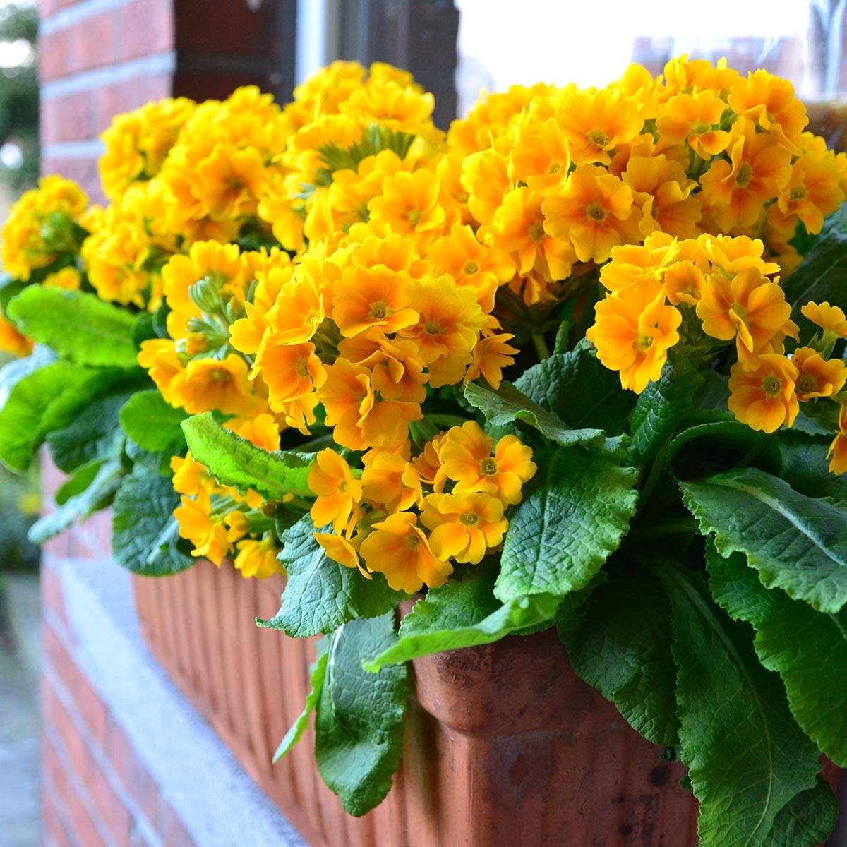 Promesse de Fleurs - Primevère - Primula elatior Colibri Aztec Gold Mini-motte Ø 1,5/2,5 cm (par 5)