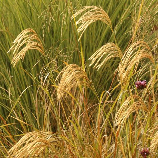 Miscanthus nepalensis - Miscanthus du Népal Godet de 8/9 cm