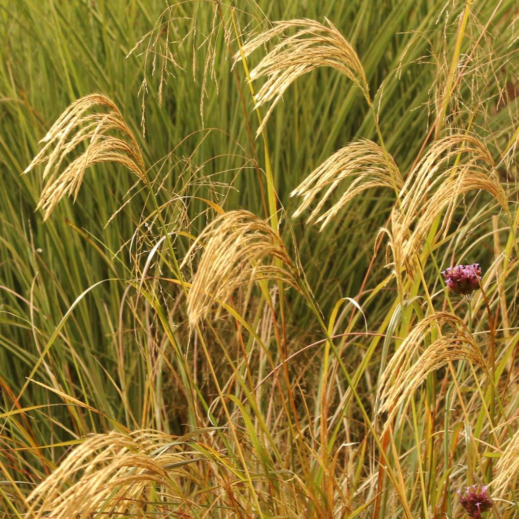 Miscanthus nepalensis - Miscanthus du Népal Godet de 8/9 cm