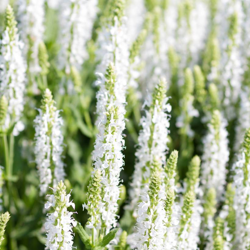Salvia nemorosa Salute White - Sauge des bois Godet de 8/9 cm
