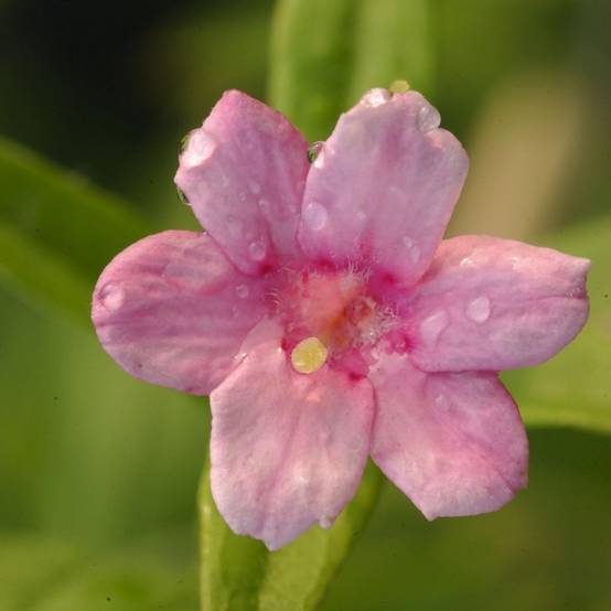 Jasmin - Jasminum stephanense Godet de 8/9 cm