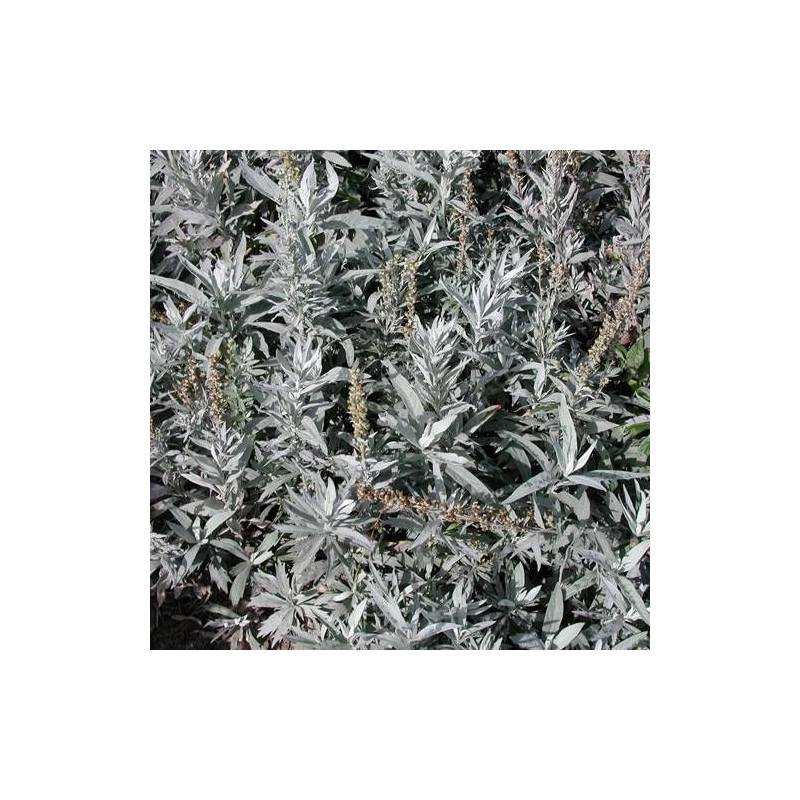 Armoise blanche Valérie Finnis à fleurs Blanche - feuillage Persistant - Godet - 5/20 cm-  hauteur à maturité De 0,50 m à 1,00 m - Image 1