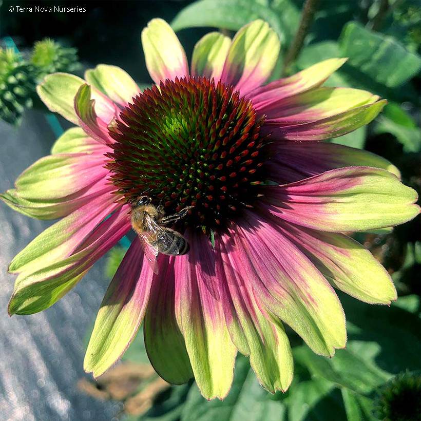 Promesse de Fleurs - Echinacea Sweet Sandia - Echinacée Pot de 2L/3L