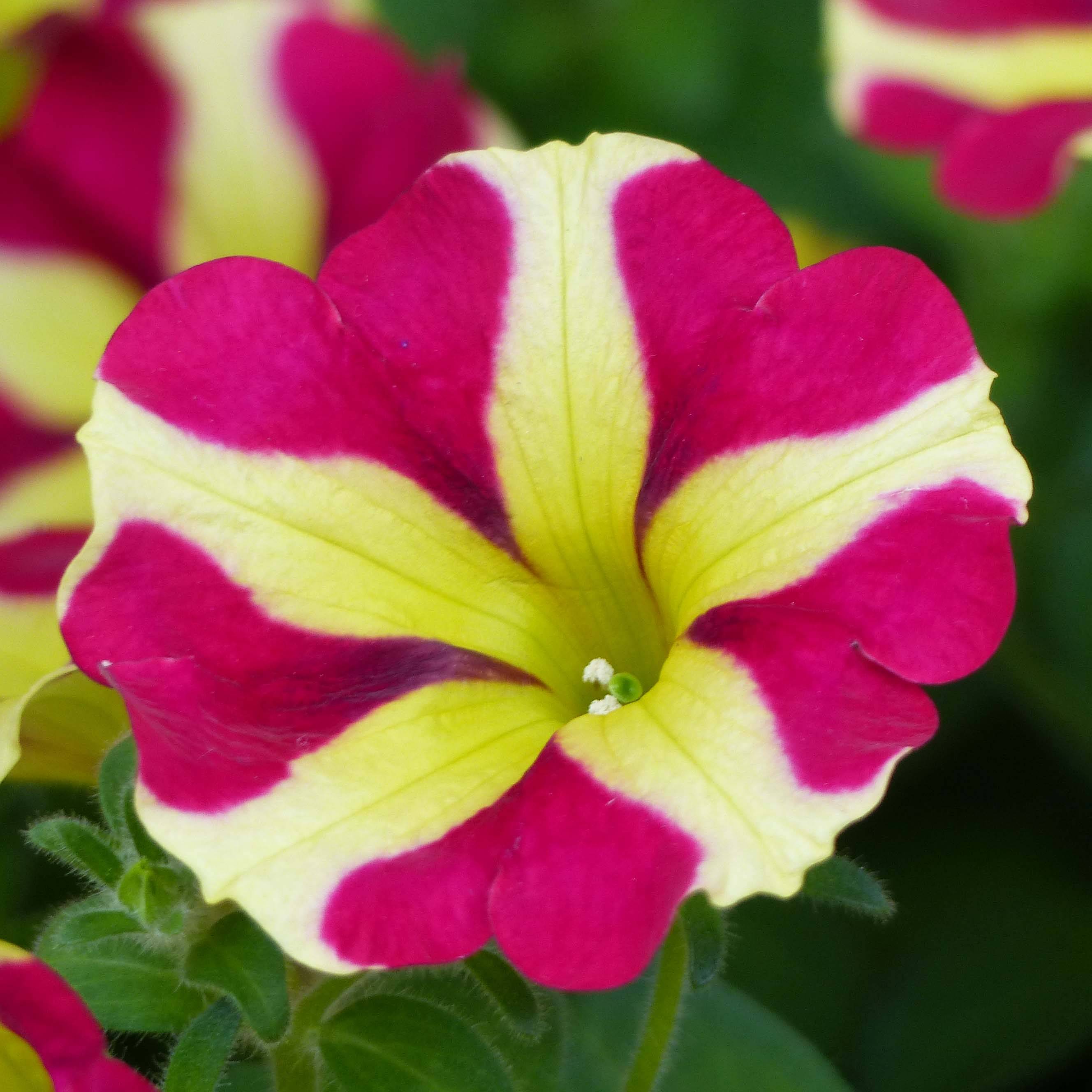 Pétunia Amore Queen of Hearts Mini-motte Ø 3/4 cm, Plant vert d'environ 5 à 10 cm de haut (par 5)