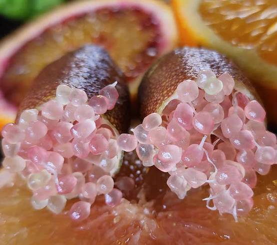 0 - Microcitrus australasica pulpe rose (Caviar de citron) Pot de 9 litres -140/160 cm - Image 2