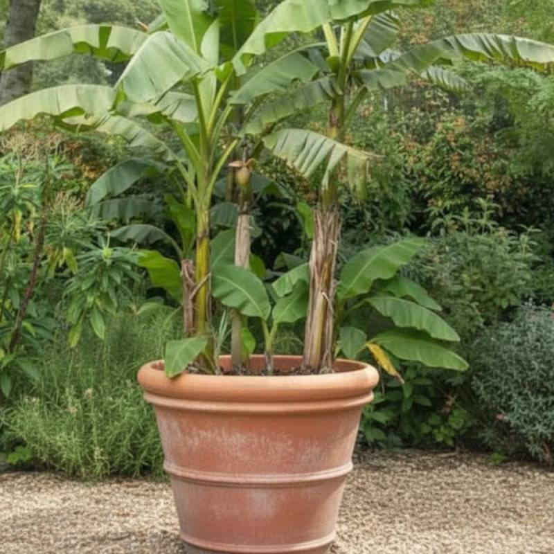 Banane plantain - Pot de 15L - Image 3