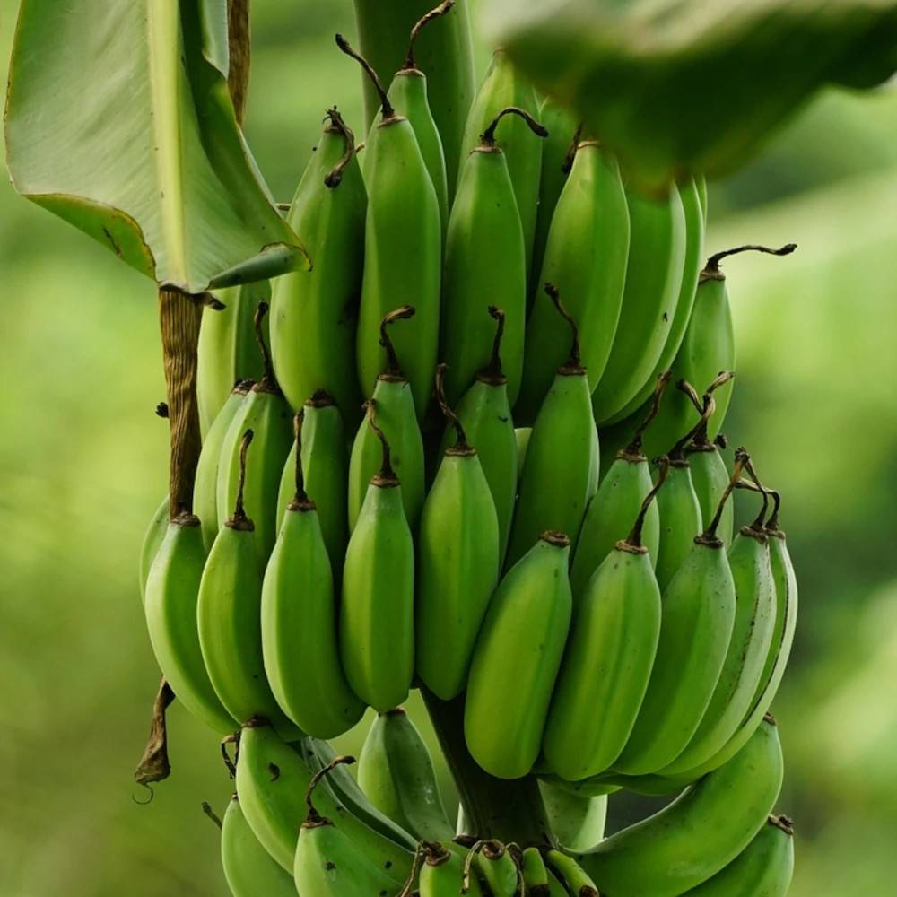 Banane plantain - Pot de 15L - Image 1
