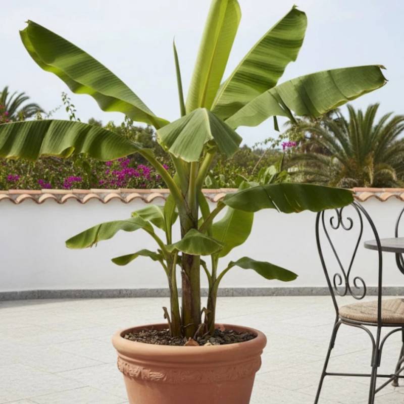 Banane plantain - Pot de 15L - Image 6