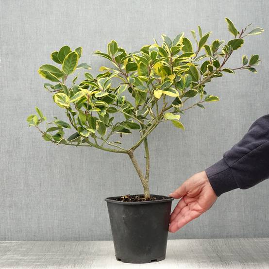 Promesse de Fleurs - Houx panaché - Ilex Golden King Pot de 2L/3L - Image 2
