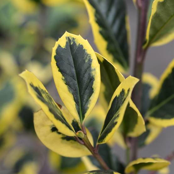 Promesse de Fleurs - Houx panaché - Ilex Golden King Pot de 2L/3L - Image 1