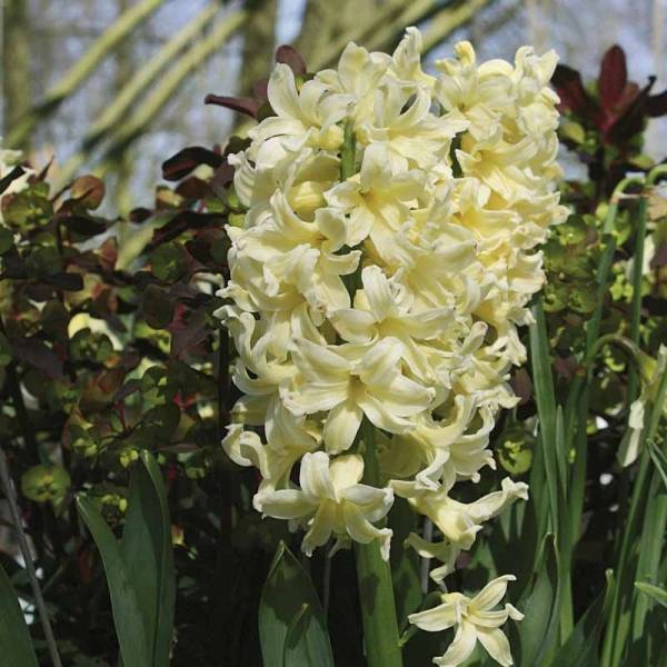 Promesse de Fleurs - Jacinthe City of Harleem Bulbe calibre 17+ (par 5)