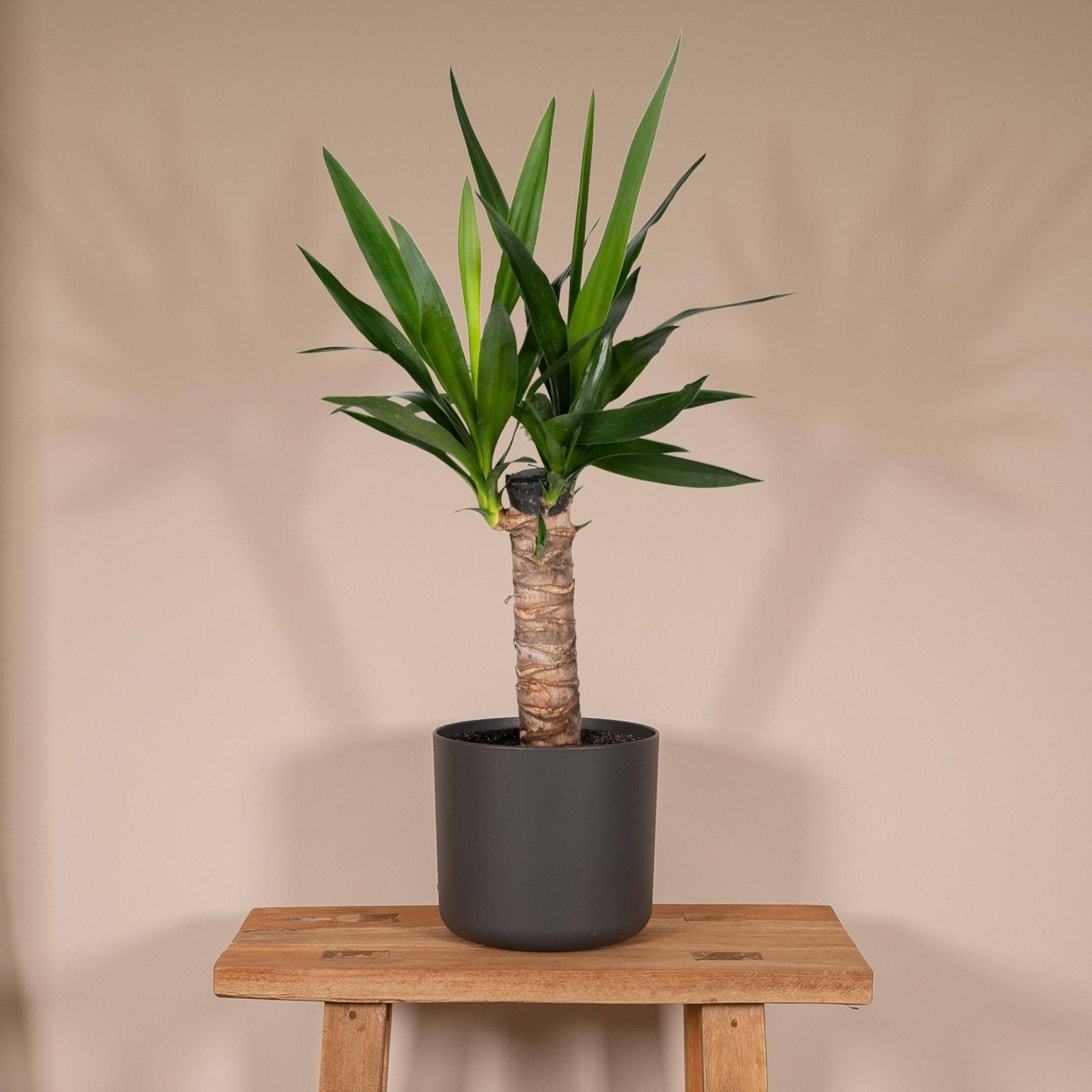 La Green Touch - Yucca Elephantipes - D14 H40cm - Image 2