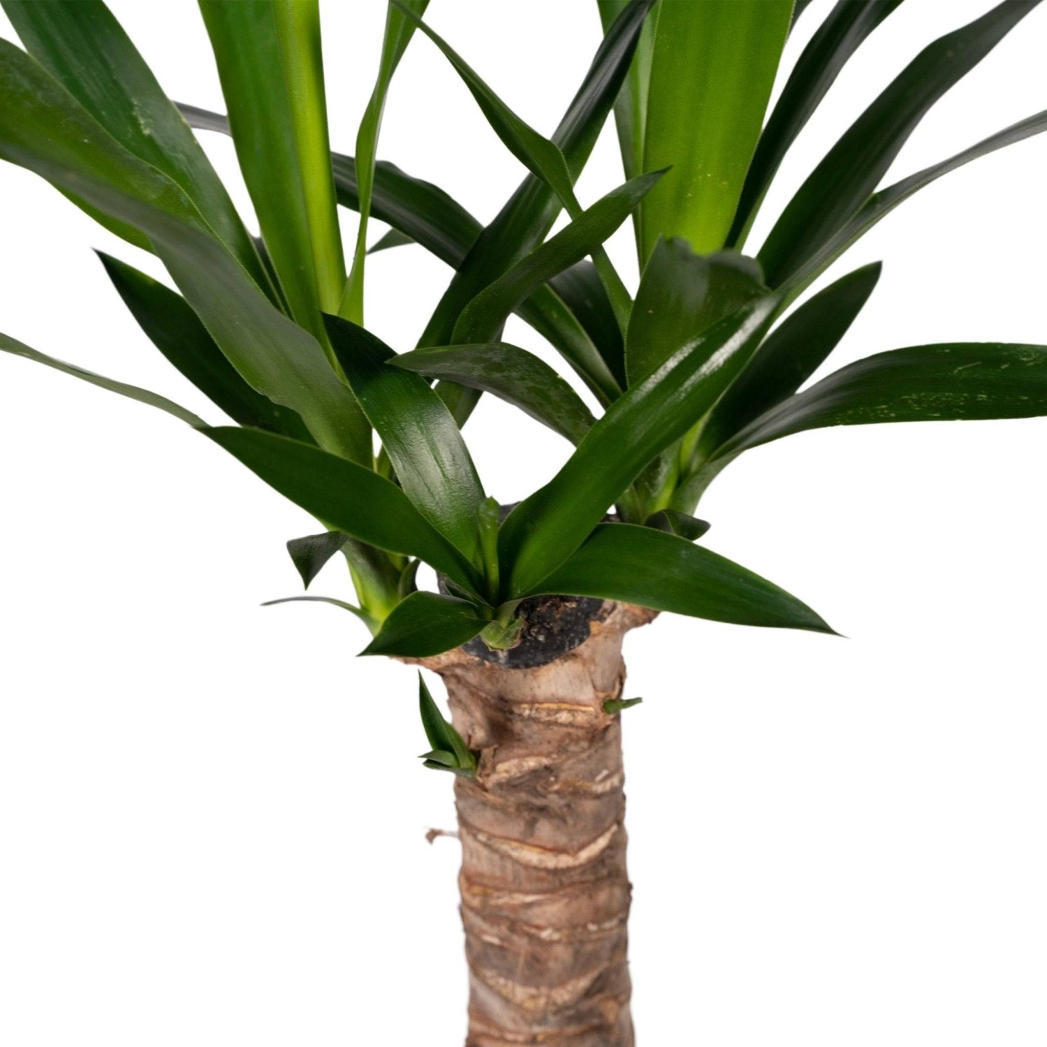 La Green Touch - Yucca Elephantipes - D14 H40cm - Image 3