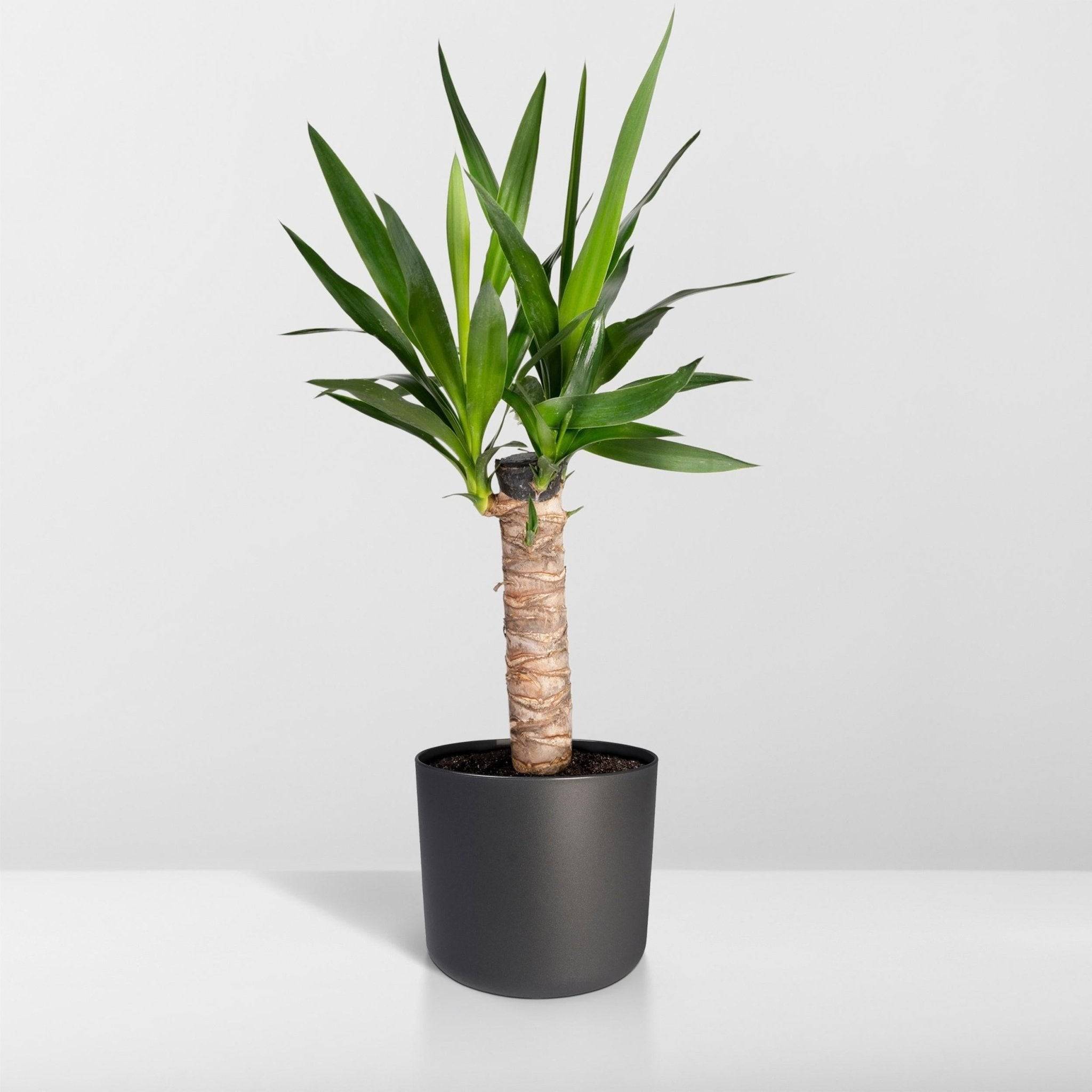 La Green Touch - Yucca Elephantipes - D14 H40cm - Image 7