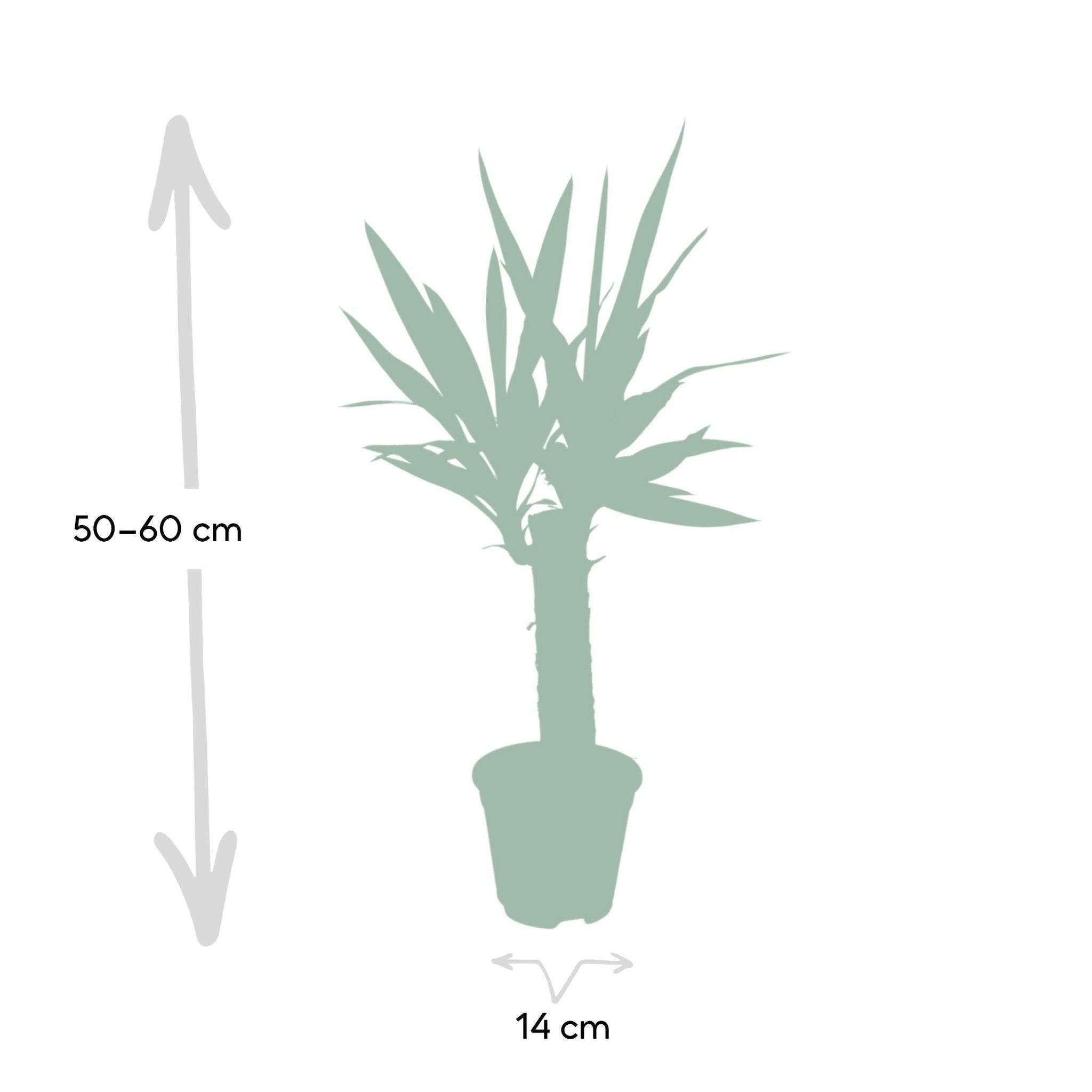 La Green Touch - Yucca Elephantipes - D14 H40cm - Image 4