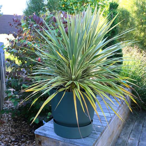 Cordyline australis Fantasy Pot de 2L/3L