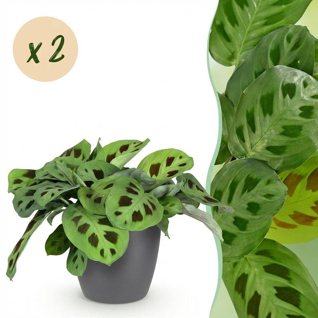 Maranta Fascinator Kerchoveana - Pet-friendly - Pot de 12cm - Hauteur 25cm - 2 plantes - Gris - Plantes d'intérieur - Image 1