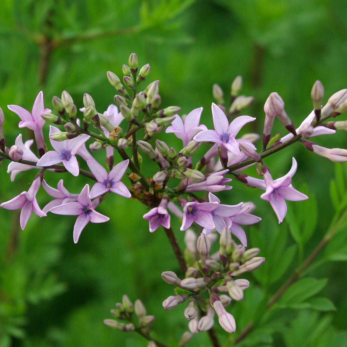 Promesse de Fleurs - Lilas - Syringa protolaciniata Kabul Pot de 3L/4L