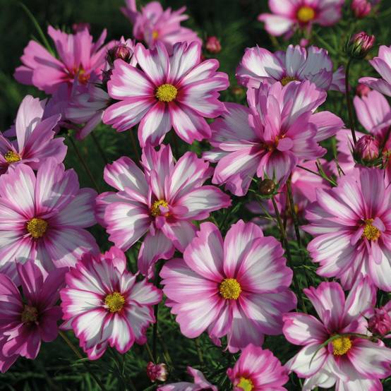 Graines de Cosmos Capriola - Cosmos bipinnatus le sachet de 50 graines environ