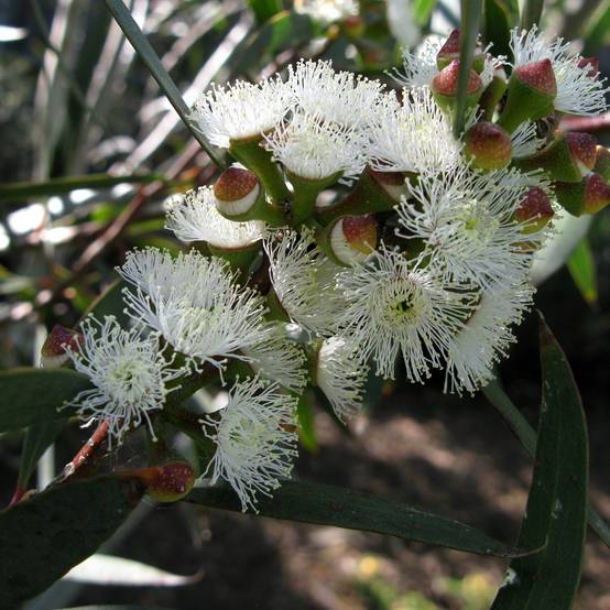 Eucalyptus gregsoniana ou pauciflora var. nana - Gommier des neiges Pot de 3L/4L - Image 1