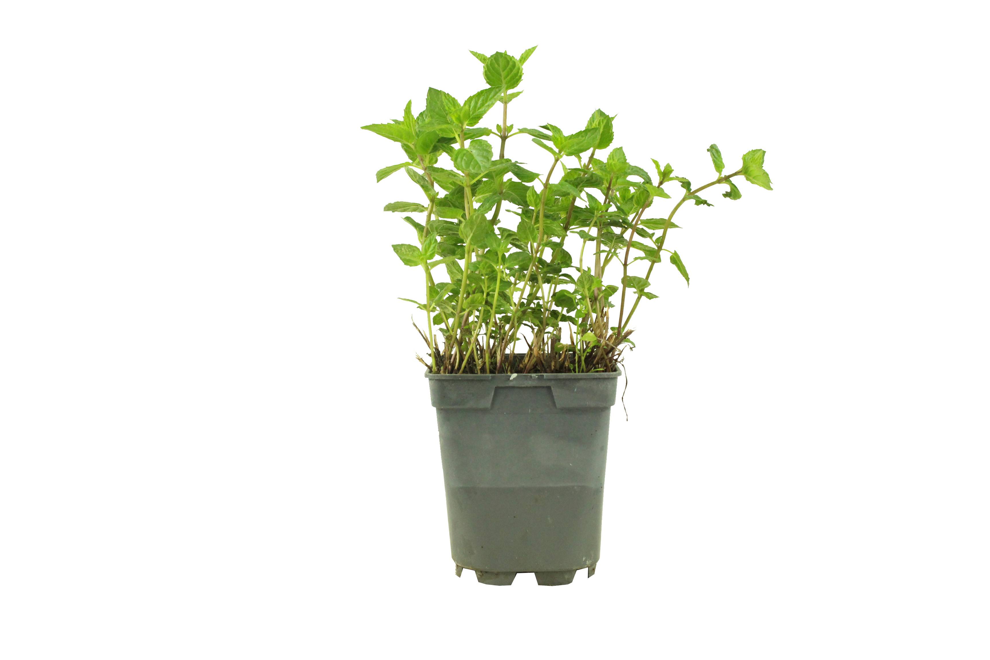 Fleuron D'Anjou - Menthe reglisse pot 1 litre - Image 1