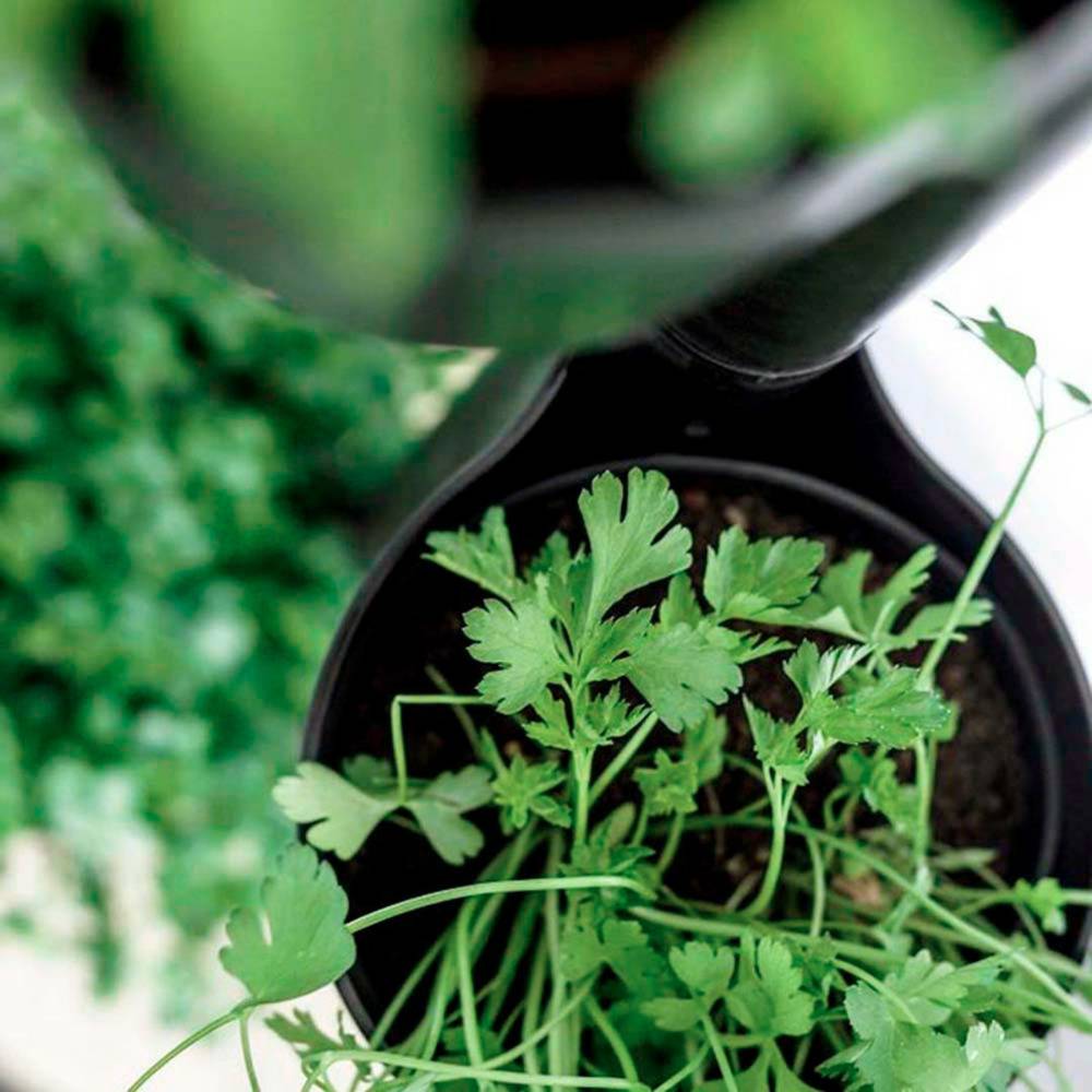 Jardinière verticale CitySens noire avec 4 pots et arrosage automatique Wi-Fi - Image 3