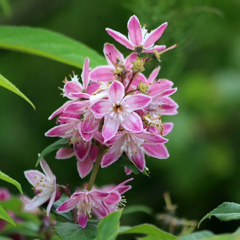 Promesse de Fleurs - Deutzia hybrida Strawberry Fields - Deutzie Pot de 2L/3L - Image 1
