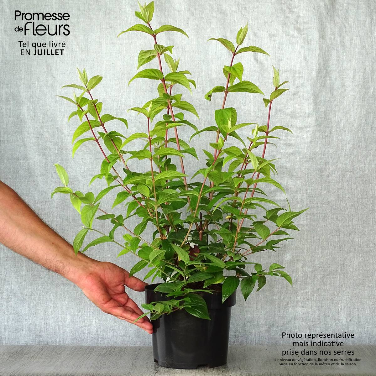 Promesse de Fleurs - Deutzia hybrida Strawberry Fields - Deutzie Pot de 2L/3L - Image 2