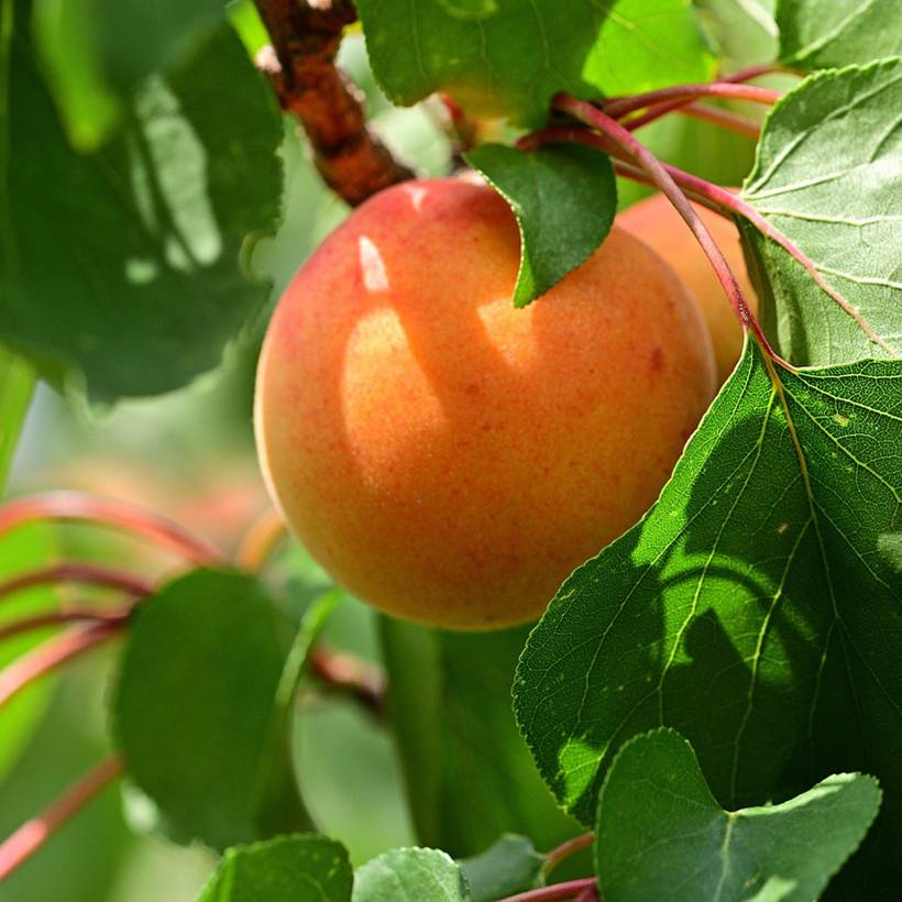 Abricotier - Prunus armeniaca Meilleur de Hongrie Pot de 7,5L/10L, Gobelet