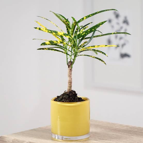 Promesse de Fleurs - Croton Pictum - Codiaeum Mini-plante