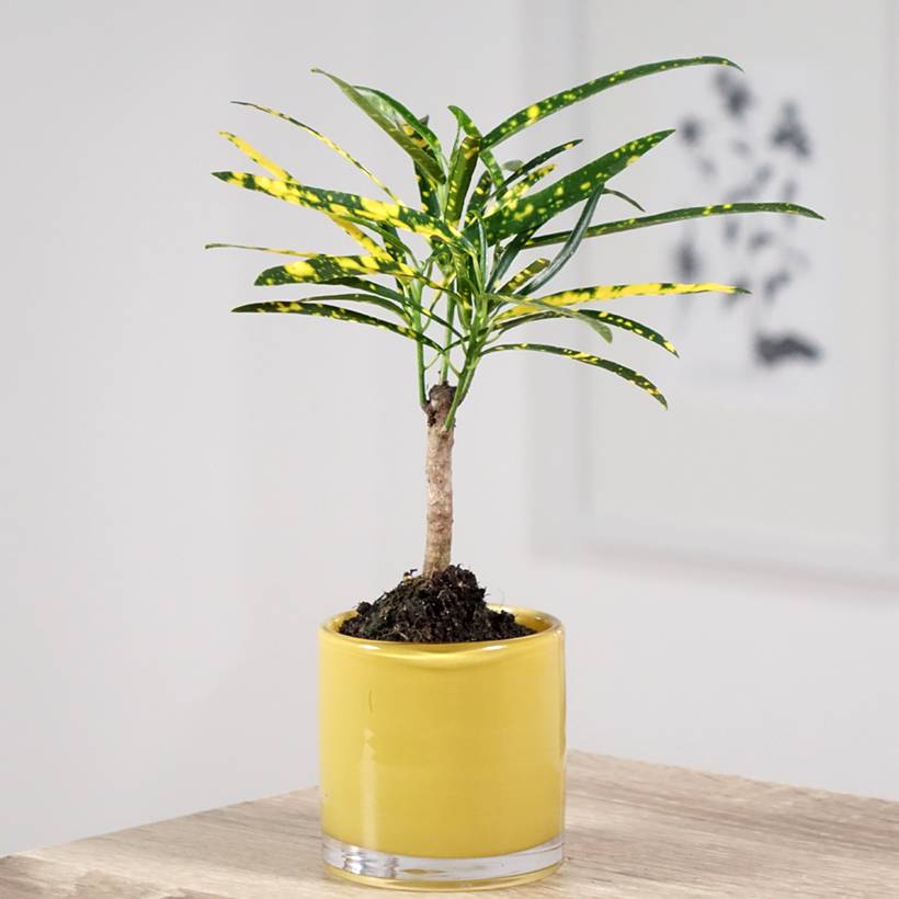Promesse de Fleurs - Croton Pictum - Codiaeum Mini-plante