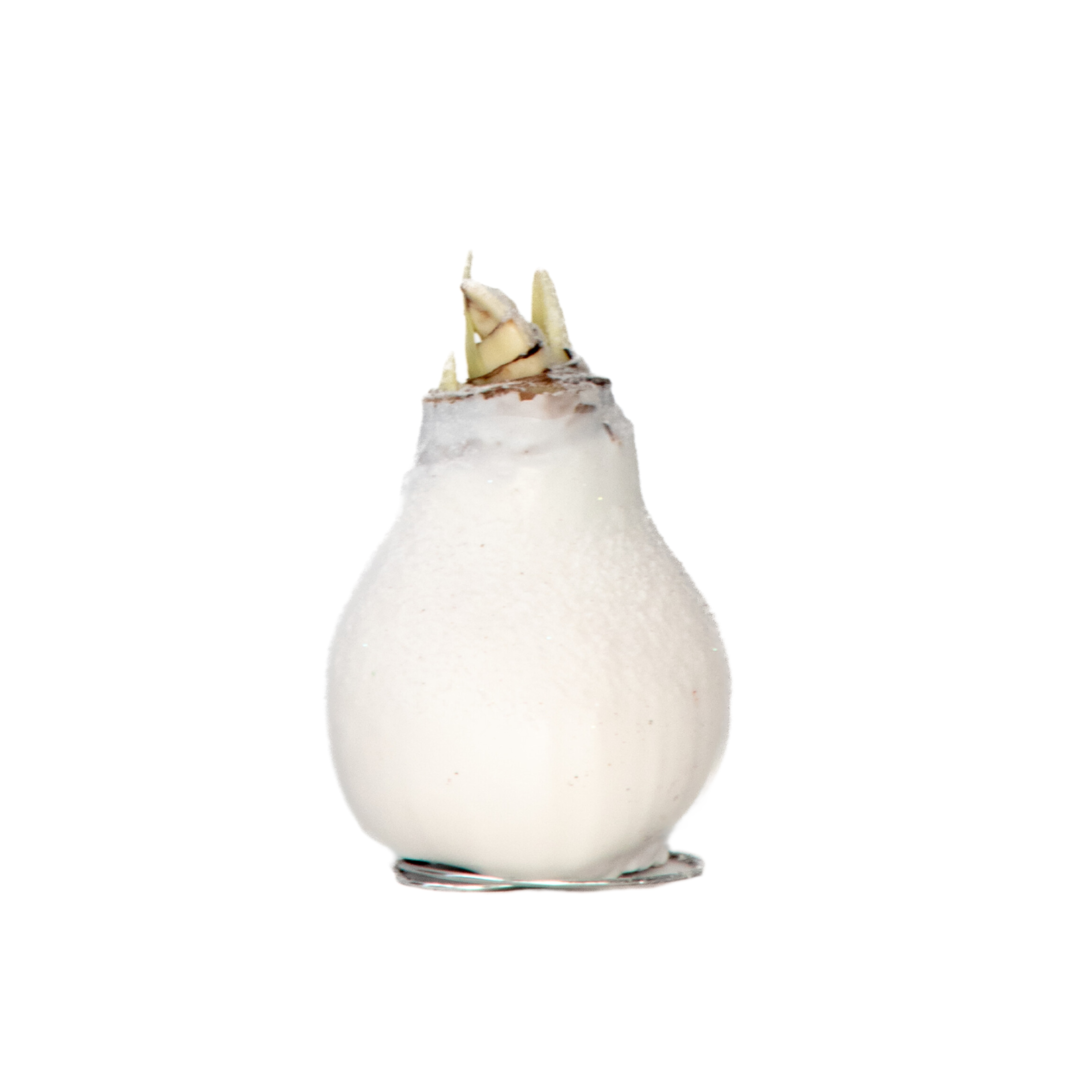 Plant In A Box - Amaryllis - Hippeastrum 'Wax Snow White' - Bulbe de fleur - Rouge - Image 1