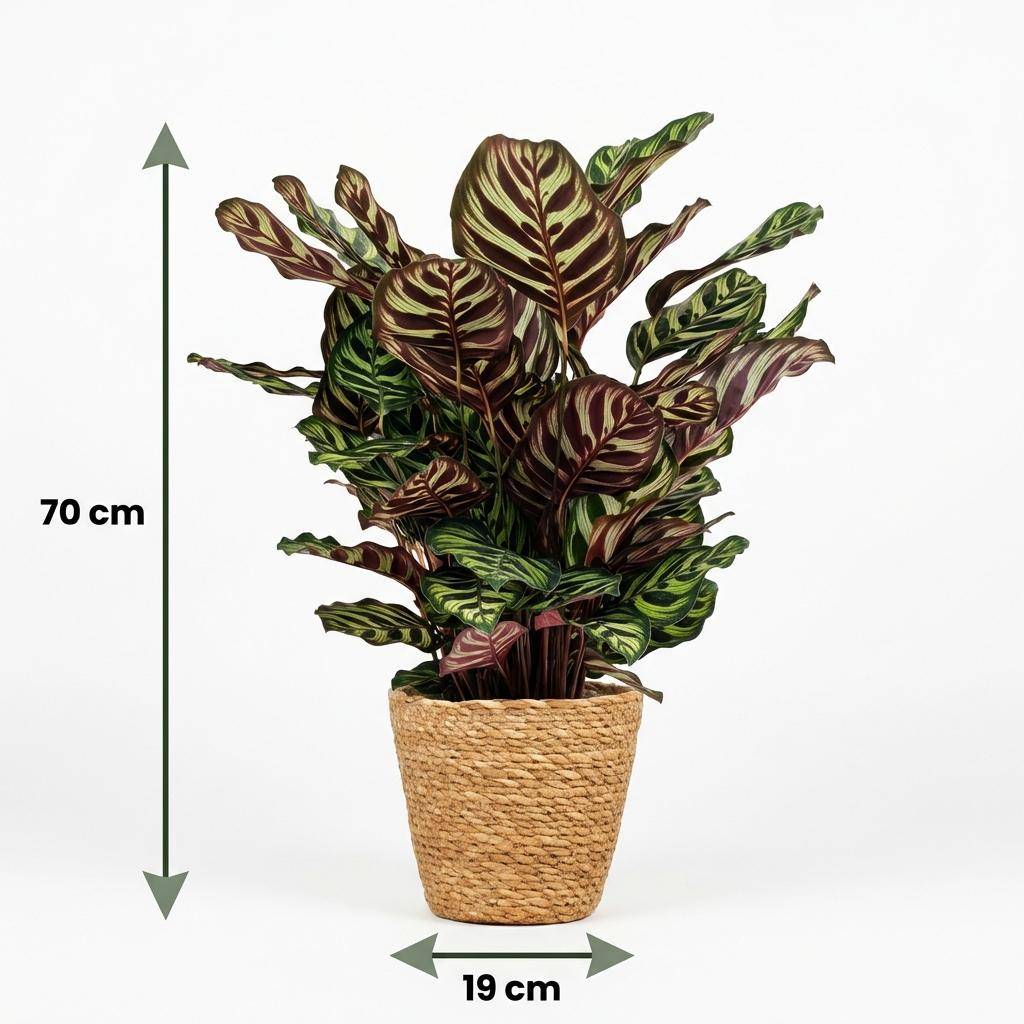 Calathea Makoyana - Pot de 19cm - Hauteur 70cm - Panier - Plantes d'intérieur - Image 5