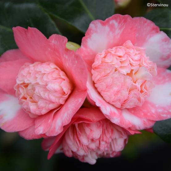 Promesse de Fleurs - Camélia Baby Sis Pink - Camellia japonica Pot de 4L/5L