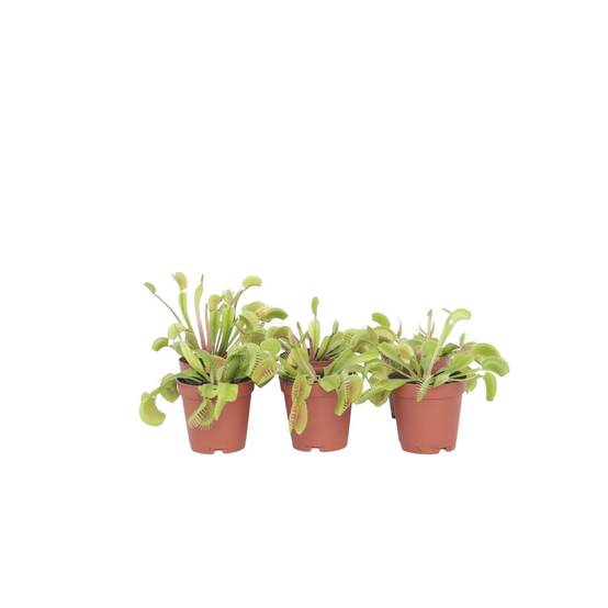 Plant In A Box - Vénus attrape-mouches - Set de 6 - Dionaea muscipula - Hauteur 5-15cm - ⌀5,5cm - Image 1