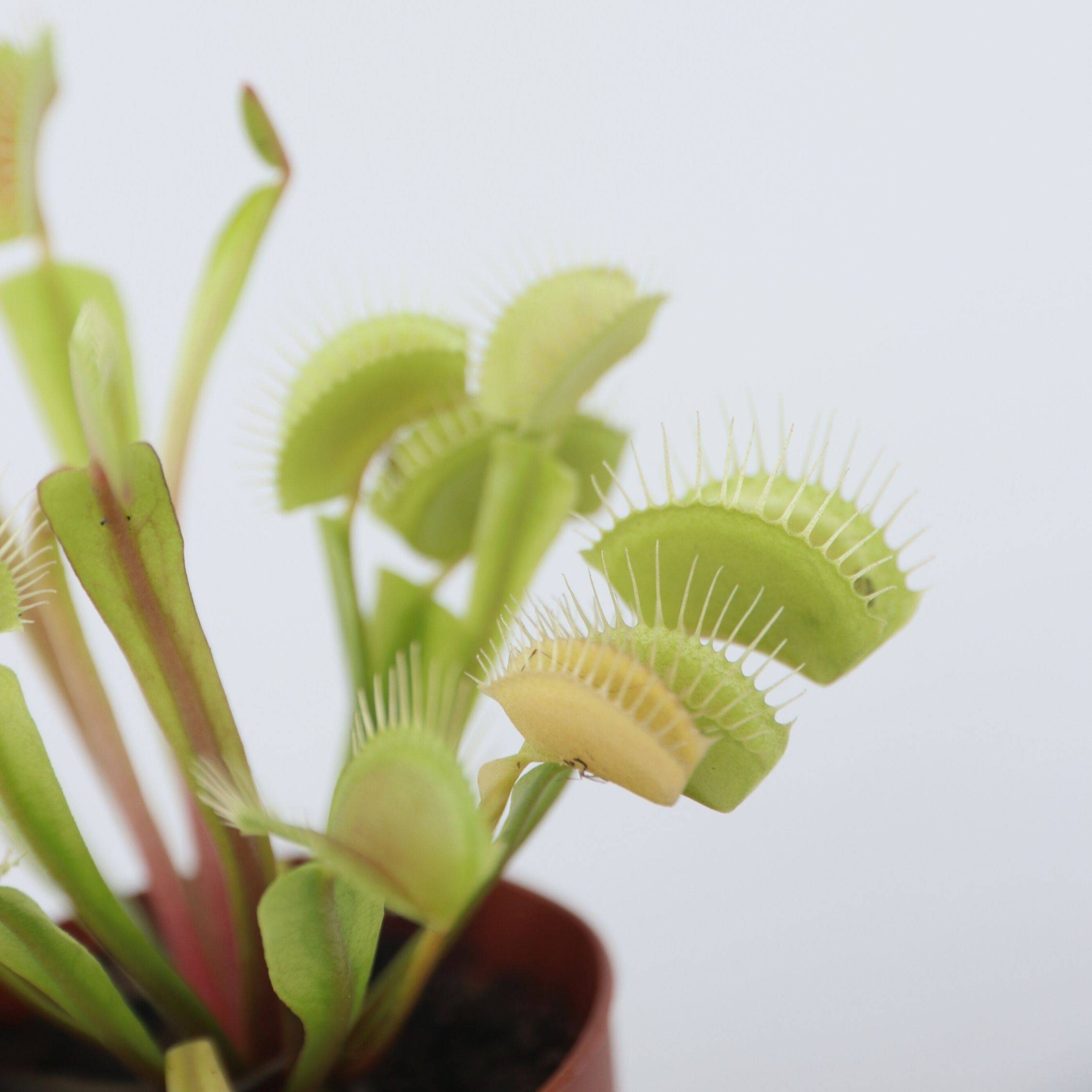 Plant In A Box - Vénus attrape-mouches - Set de 6 - Dionaea muscipula - Hauteur 5-15cm - ⌀5,5cm - Image 3