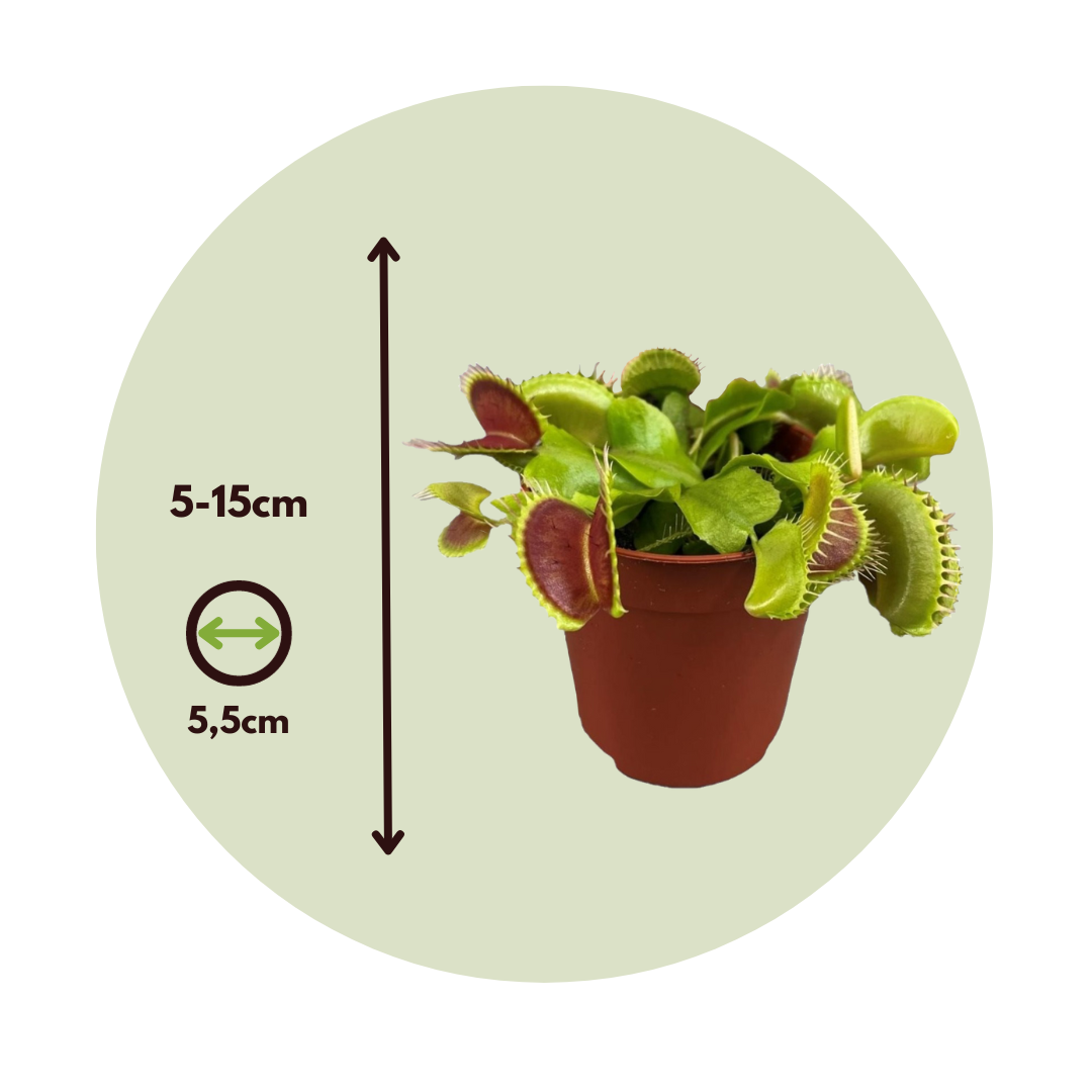 Plant In A Box - Vénus attrape-mouches - Set de 6 - Dionaea muscipula - Hauteur 5-15cm - ⌀5,5cm - Image 4