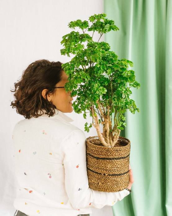 Polyscias Roble 60cm - Plante d'intérieur- La Green Touch - Image 2