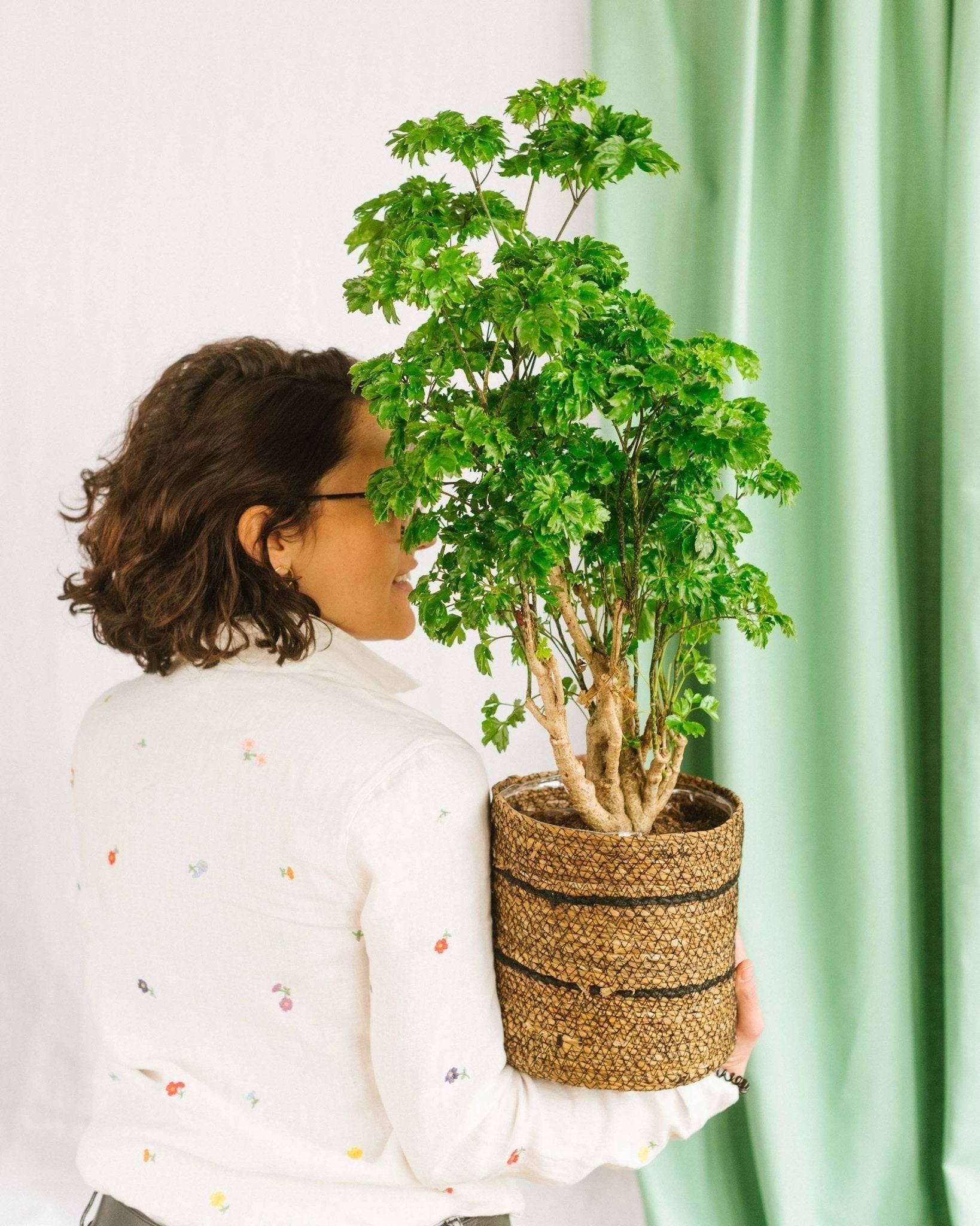 Polyscias Roble 60cm - Plante d'intérieur- La Green Touch - Image 2